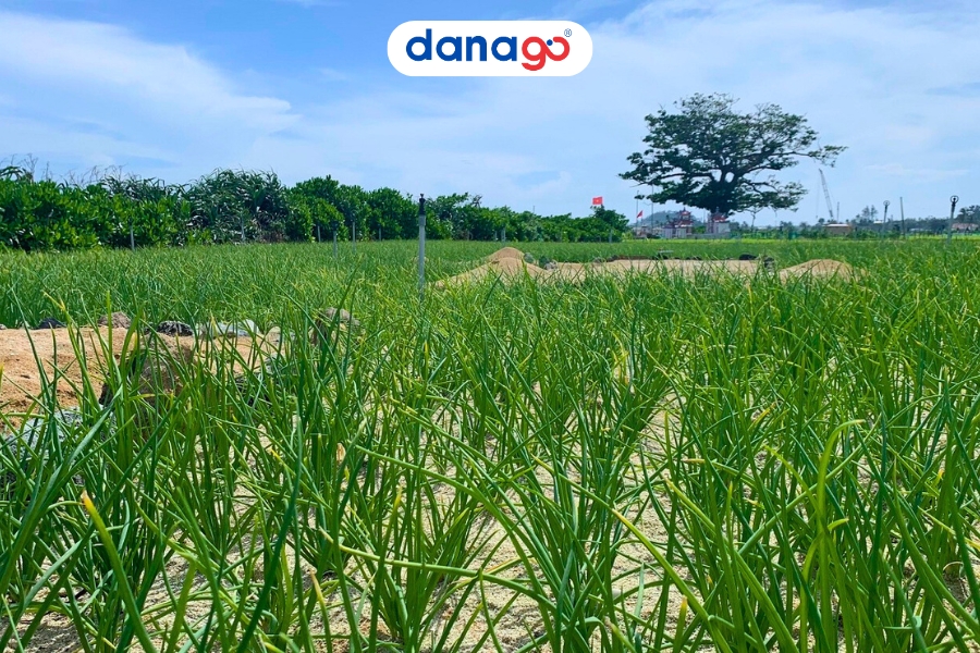 Cánh đồng tỏi - Lý Sơn Cánh đồng tỏi - Lý Sơn