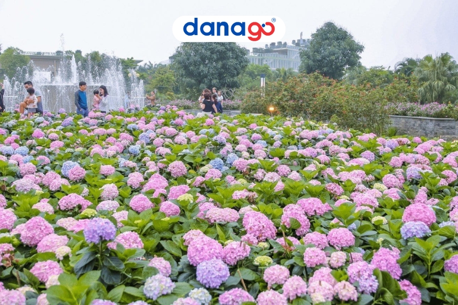 Vườn hoa Cẩm Tú Cầu điểm đến hấp dẫn tại Đà Lạt
